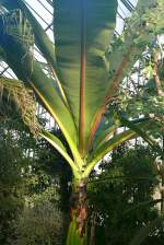 Banane am 24.12.2008 in Stuttgart/Wilhelma