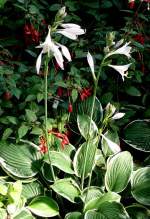 Funkie am 15.07.2008 in Stuttgart/Wilhelma