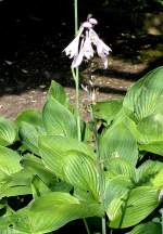 Funkie am 23.07.2008 in Stuttgart/Wilhelma