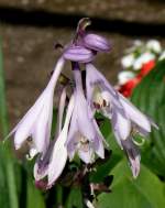 Funkie am 23.07.2008 in Stuttgart/Wilhelma