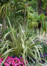 Agave am 29.06.2008 in Stuttgart/Wilhelma