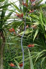 Agave am 29.06.2008 in Stuttgart/Wilhelma