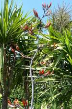 Agave am 05.07.2008 in Wilhelma/Stuttgart