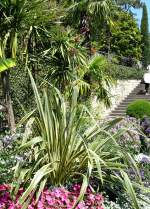 Agave am 05.07.2008 in Wilhelma/Stuttgart