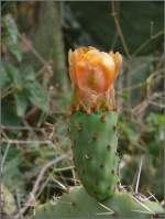 Kaktusblte. (30.10.2008)