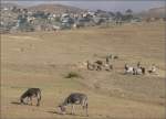 Trockenes Hochland an der Strasse von Asmara Richtung Keren. (27.10.2008)