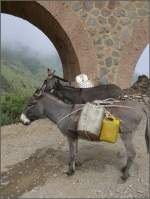 Stoisch und geduldig warten sie auf den Abstieg ins Tal. (01.11.2008)