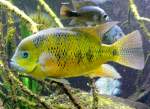 Goldbuntbarsch am 02.08.2008 in Wilhelma/Stuttgart
