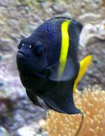 Dunkelhalbmond-Kaiserfisch am 07.09.2008 in Wilhelma/Stuttgart 