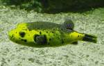 Zitronenkugelfisch am 14.06.2008 in Wilhelma/Stuttgart