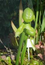 Kobrapflanze am 01.06.2008 in Wilhelma/Stuttgart