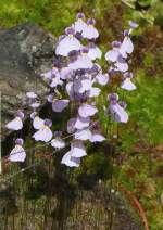 Utricularia blanchetii am 28.06.2008 in Wilhelma/Stuttgart