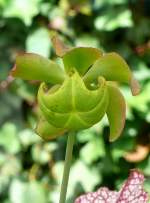 Schlauchpflanze am 28.06.2008 in Wilhelma/Stuttgart