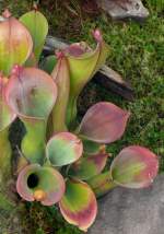 Sumpfkrug am 28.06.2008 in Wilhelma/Stuttgart