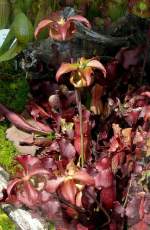 Rote Schlauchpflanze am 23.07.2008 in Wilhelma/Stuttgart