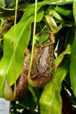 Kannenstrauch Nepenthes am 17.11.2008 in Wilhelma/Stuttgart