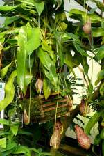 Kannenstrauch Nepenthes am 17.11.2008 in Wilhelma/Stuttgart