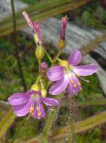 Sonnentau am 28.06.2008 in Wilhelma/Stuttgart