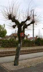 Damit beim reservierungspflichtigen TGV die Reisenden bereits vor der Einfahrt ihres Zuges wissen, wo ihr Wagen zum Stehen kommt, hat die SNCF kleine Hinweisschilder aufgestellt. Dass jedoch ein solches Hinweisschild, wie hier in Frasne, an einem Baum befestigt wird, ist aber doch die Ausnahme...
Frasne, den 12. November 2008