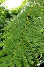 Australischer Taschenfarn am 02.08.2008 in Wilhelma/Stuttgart