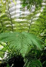 Australischer Taschenfarn am 02.08.2008 in Wilhelma/Stuttgart