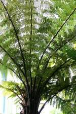 Baumfarn am 02.08.2008 in Wilhelma/Stuttgart