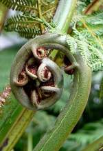 Baumfarn am 02.08.2008 in Wilhelma/Stuttgart