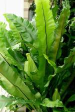 Vogelnestfarn am 23.07.2008 in Wilhelma/Stuttgart