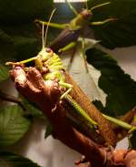 Riesen-Heuschrecke am 17.11.2008 in Stuttgart/Wilhelma