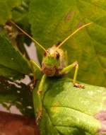 Riesen-Heuschrecke am 17.11.2008 in Stuttgart/Wilhelma