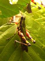 Buntschrecke am 17.11.2008 in Stuttgart/Wilhelma