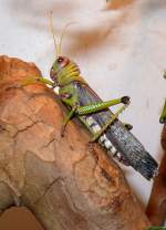 Riesen-Heuschrecke am 24.12.2008 in Wilhelma/Stuttgart