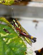 Buntschrecke am 22.03.2009 in Wilhelma/Stuttgart