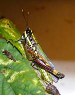 Buntschrecke am 22.03.2009 in Wilhelma/Stuttgart