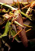 Riesenheuschrecke am 07.09.2008 in Wilhelma/Stuttgart