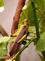 Riesen-Heuschrecke am 05.07.2008 in Stuttgart/Wilhelma