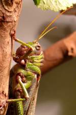 Riesen-Heuschrecke am 05.07.2008 in Stuttgart/Wilhelma