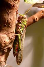 Riesen-Heuschrecke am 05.07.2008 in Stuttgart/Wilhelma