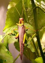 Riesen-Heuschrecke am 05.07.2008 in Stuttgart/Wilhelma