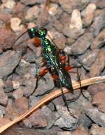 Erzgrabwespe am 22.03.2009 in Wilhelma/Stuttgart