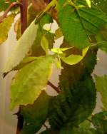 Wandelndes Blatt am 17.11.2008 in Stuttgart/Wilhelma