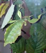 Wandelndes Blatt am 17.11.2008 in Stuttgart/Wilhelma