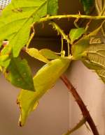 Wandelndes Blatt am 05.07.2008 in Stuttgart/Wilhelma