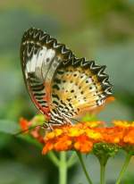 Eulenfalter am 07.09.2008 in Wilhelma/Stuttgart