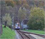 Der SSIF ABe 8/8 21  ROMA  (UIC 94 83 4880 021-0 I-SSIF) erreicht als PE72 69 bzw.  Diretto Domodossola - Locarno  den Bahnhof von Verigo, wo ich aus dem nach Domo fahrenden ABe 6/6 33 dank den zu öffnenden Fenster dieses (und noch weitere) Bilder machen konnte. 

31. Okt. 2024