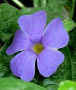 Bengalische Thunbergie am 18.06.2008 in Stuttgart/Wilhelma