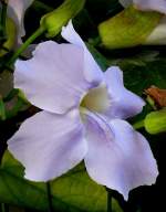 Bengalische Thunbergie am 21.06.2008 in Wilhelma/Stuttgart