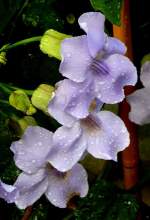 Bengalische Thunbergie am 29.06.2008 in Wilhelma/Stuttgart