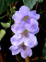 Bengalische Thunbergie am 29.06.2008 in Wilhelma/Stuttgart