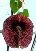 Pfeiffenblume am 18.06.2008 in Stuttgart/Wilhelma